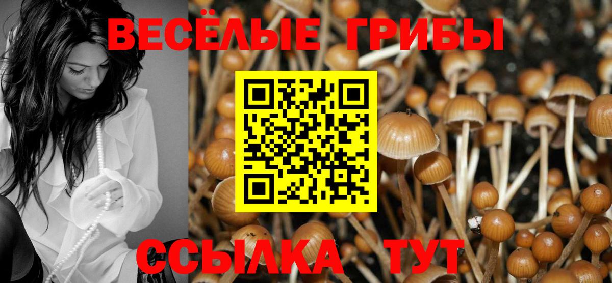 Унеча  Галлюциногенные грибы Psilocybine cubensis  Вход с VPN 